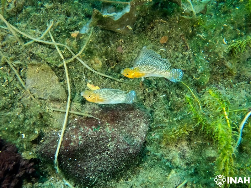 Foto 7